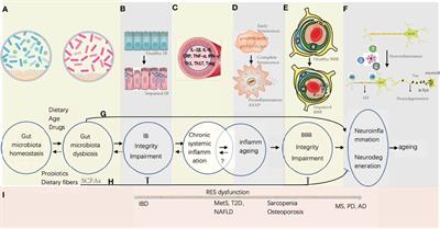 Gut Microbiota Interact With the Brain Through Systemic Chronic Inflammation: Implications on Neuroinflammation, Neurodegeneration, and Aging